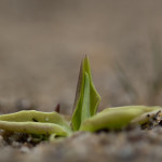 Valkoyökönlehti – Pinguicula alpina